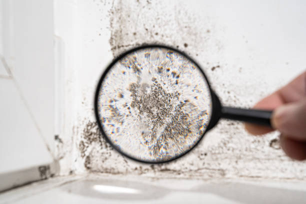 Best Environmental Consulting for Mold Prevention  in Elizabeth Lake, CA